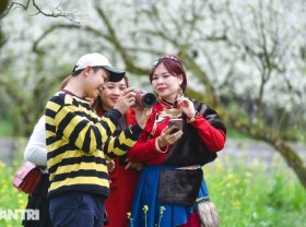 Image: Sowing seeds “in vain” in the plum garden, the owner of Son La garden earns millions every day