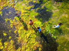 Image: The moss season dyes the coast of Ninh Thuan green