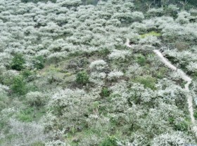 Image: The two most beautiful plum blossom viewing spots in Moc Chau