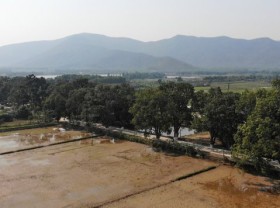 Image: The unique rows of mother-of-pearl trees over a hundred years old in Thanh
