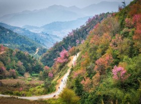 Image: Thick flowers bloom all over Mu Cang Chai