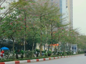 Image: Young people gather to take pictures of the ban flower season in Hanoi
