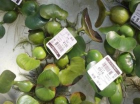Image: Wild plants that grow underwater, mercilessly discarded, are “super expensive, super rare” in foreign countries because of unexpected uses.