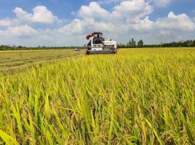 Image: Norway funds nearly US$500,000 for hybrid rice in Vietnam