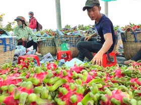 Image: Vietnam’s dragon fruit exports to Japan, S.Korea drop