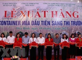 Image: Hoa Binh ships first batch of fresh sugarcane to U.S.