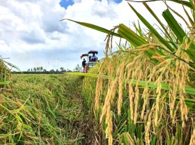 Image: Indonesia’s strong demand seen boosting Vietnam’s rice exports