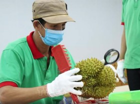 Image: Work starts on largest fruit processing plant in Daklak