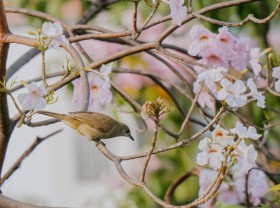 Image: ﻿Trumpet trees blossom in town