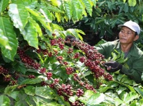 Image: Vietnamese coffee primarily exported as raw beans