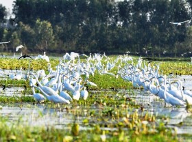 Image: Discover the beautiful nature in Lang Sen Wetland Reserve