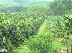 Image: Father and son join forces to get rich, turning hills and bomb craters into organic farms