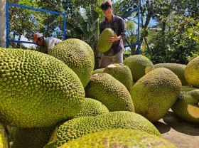 Image: Vietnam seeks to export more fruits to U.S. market