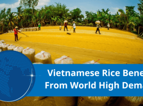 Image: Vietnamese rice is increasingly asserting its position in the world