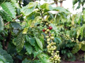 Image: ﻿Where is the coffee market headed?