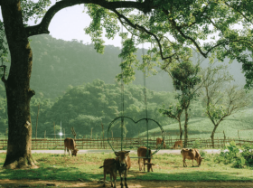 Image: Bai Bui green steppe, Hoa Binh Province, Vietnam