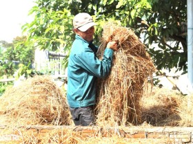 Image: Farmers change their lives thanks to… straw