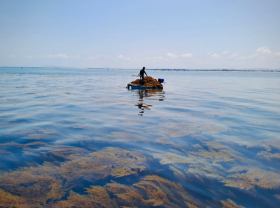 Image: Having a dream season, diving for 2 hours, fishermen have millions