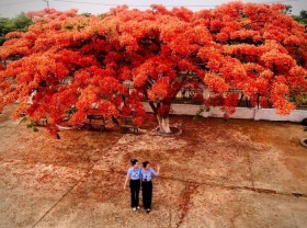 Image: ‘Hunting’ spots to see phoenix flowers in Gia Lai are brilliantly beautiful to call summer