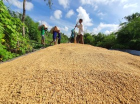 Image: Ample room remains for Vietnam’s rice exports to Africa