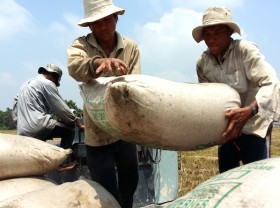 Image: Indonesia emerges as third largest buyer of Vietnamese rice