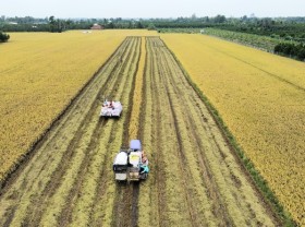 Image: Rice traders incur losses despite export surge