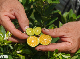 Image: Owning a strange kumquat variety, the Western farmer earns a lot of money