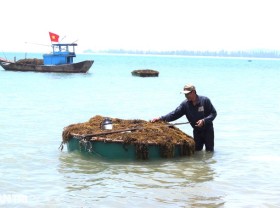 Image: Picking clean vegetables… under the sea, fishermen make millions every day