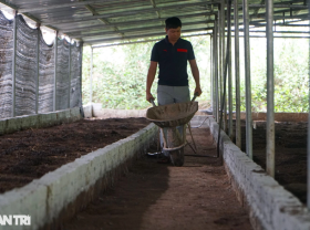 Image: Quit being a teacher to “play” with cow dung, collect half a billion dong a year