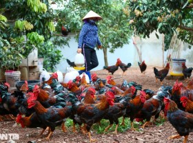 Image: Telling each other to feed the chickens super luxury, farmers earn half a billion dong a year