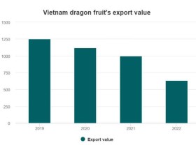 Image: Dragon fruit exports continue to fall amid intense competition