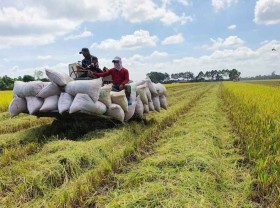 Image: ﻿Ample room for rice exports