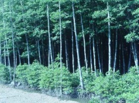 Image: AstraZeneca provides US$50 million for reforestation in Vietnam