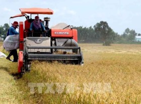 Image: Rice exports in Jan-April grow strongly
