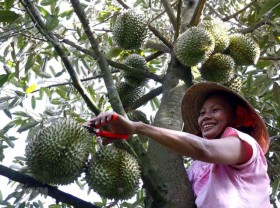 Image: Vietnam’s Ri6 durians exported to UK