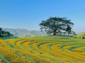 Image: Flowering season in Mung Hamlet, Hoa Binh