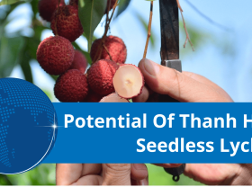 Image: Thanh Hoa, Vietnam: Expanding seedless lychee growing area for export