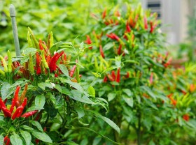 Image: Vietnam is still searching for strange and expensive chili peppers