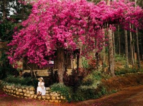 Image: Check-in points with confetti in Da Lat are hot every year