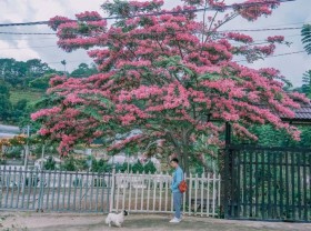 Image: Da Lat pink phoenix season has come to show off its silly beauty
