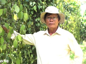 Image: Harvesting “black gold” on infertile land, the old farmer escaped poverty