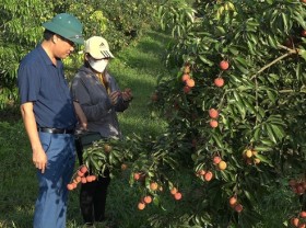 Image: Vietnam’s first batch of lychees arrives in UK