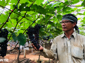 Image: Recklessly abandoning the “black gold” tree to grow strange fruits, the old farmer suddenly won a big win
