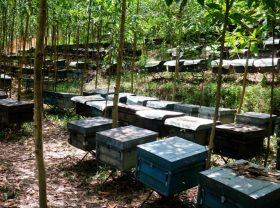 Image: Eat seasonal bees to make honey, seasonal workers earn 250,000 VND in 4 hours