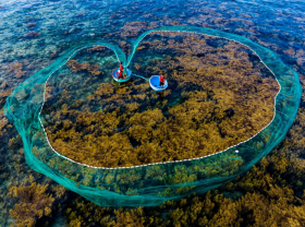 Image: See the yellow seaweed fields under the sea of ​​Quy Nhon