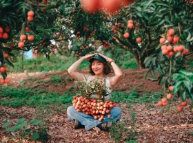 Image: Three ‘virtual living’ spots in the late litchi season in Bac Giang
