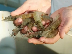 Image: China increases imports, creating momentum to recover Vietnam's shrimp exports