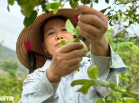 Image: Light work, bringing a good income thanks to the popular leaves in the countryside