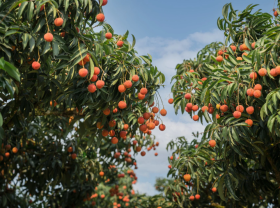 Image: With only about 500,000 VND, you can visit the litchi garden in Hai Duong