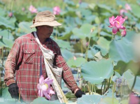 Image: Turn the moor into a lotus pond